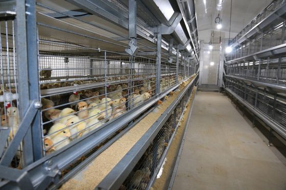 ISOブロイラーチキンケージシステム 鶏飼育のためのカスタム家禽ブロイラーケージ