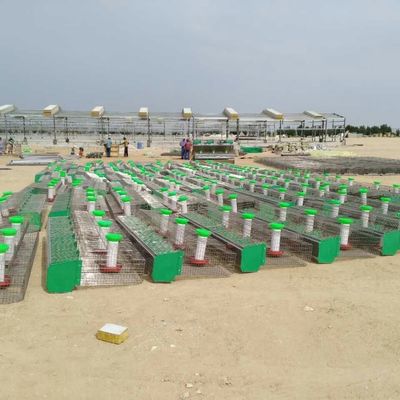 精製された家畜農場 家鶏 鉄筋構造 倉庫