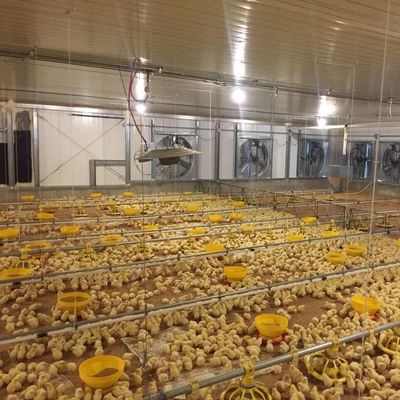 鉄鋼板 畜産農場 鉄鋼構造 繁殖家 鶏家