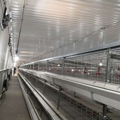 産地について大幅のブローイラーチキンケージシステム 230M*56M
