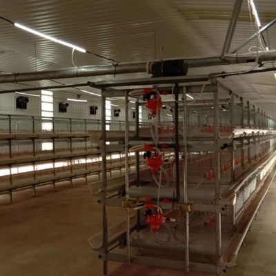 オートマティック 鶏 飼育 システム 鶏 飼育 場 の 理想 的 な 解決策