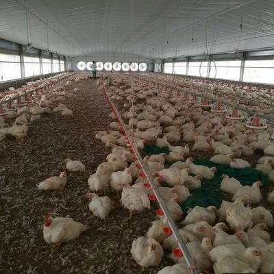 安い 建築 鉄筋 建築 鶏場 鶏屋