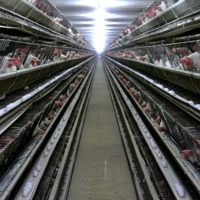 3 層 ホット 浸し 熱電 鶏ケージ 自動 飼料