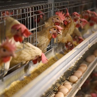 3 層 ホット 浸し 熱電 鶏ケージ 自動 飼料