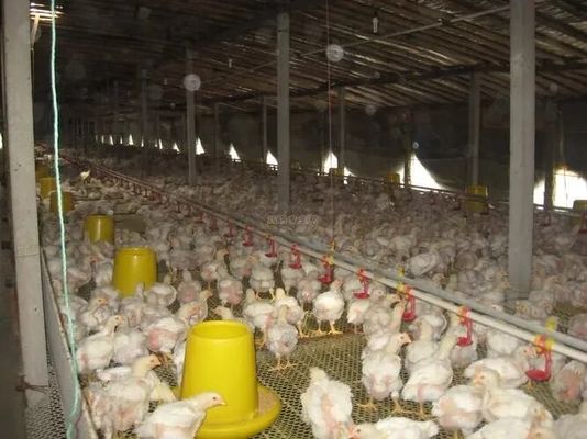専門設計 鶏場設備 家 プリファブリック 鋼鉄 建物