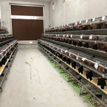 自動飲酒/糞便除去システムを持つタイプ電磁鋼チキンケージ