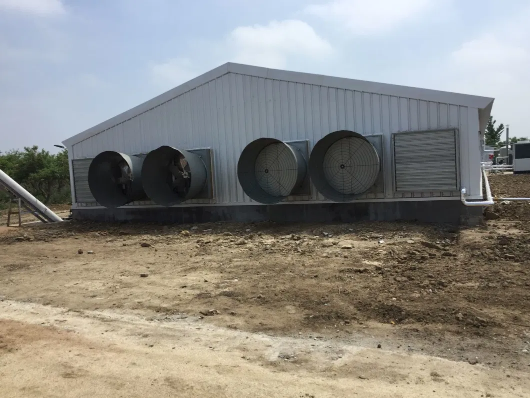 CE 家畜農場 鉄鋼構造 鶏家 鶏のための設備 6